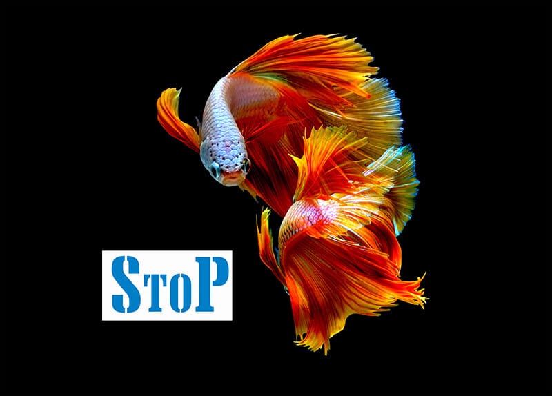 Betta fish - StoP